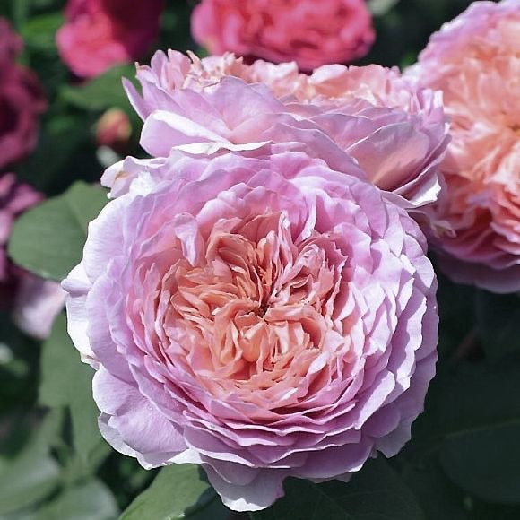 Eisvogel Rose-翠鸟｜ Germany Shrub Rose
