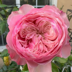 Nortanger Abbey Rose-诺桑觉寺｜Netherlands Cut Rose