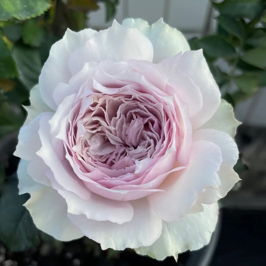 Rose Floating moon  浮月 new variety. Comes from Scheherazade.