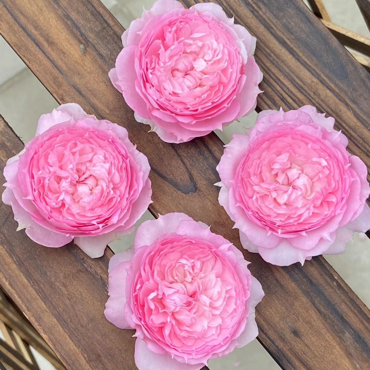 RongRongYue Rose-溶溶月｜Chinese shrub Rose