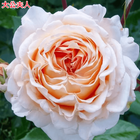 Rose Großherzogin Luise 大公夫人