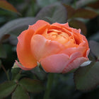 Orange Romantic Rose浪漫橙色