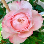 Tamaki misora. Japanese Cut Rose.