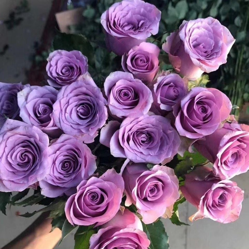 Ocean Mist Roses Ocean Song Rose海洋之歌 – Ergongzy Roses