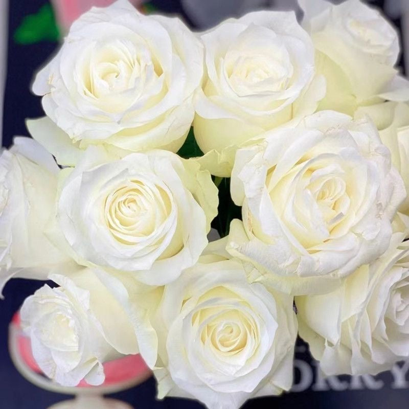 Proud Rose-骄傲｜France Cut Rose