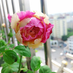 Fugetsu Rose-风月｜Japanese Cut Rose