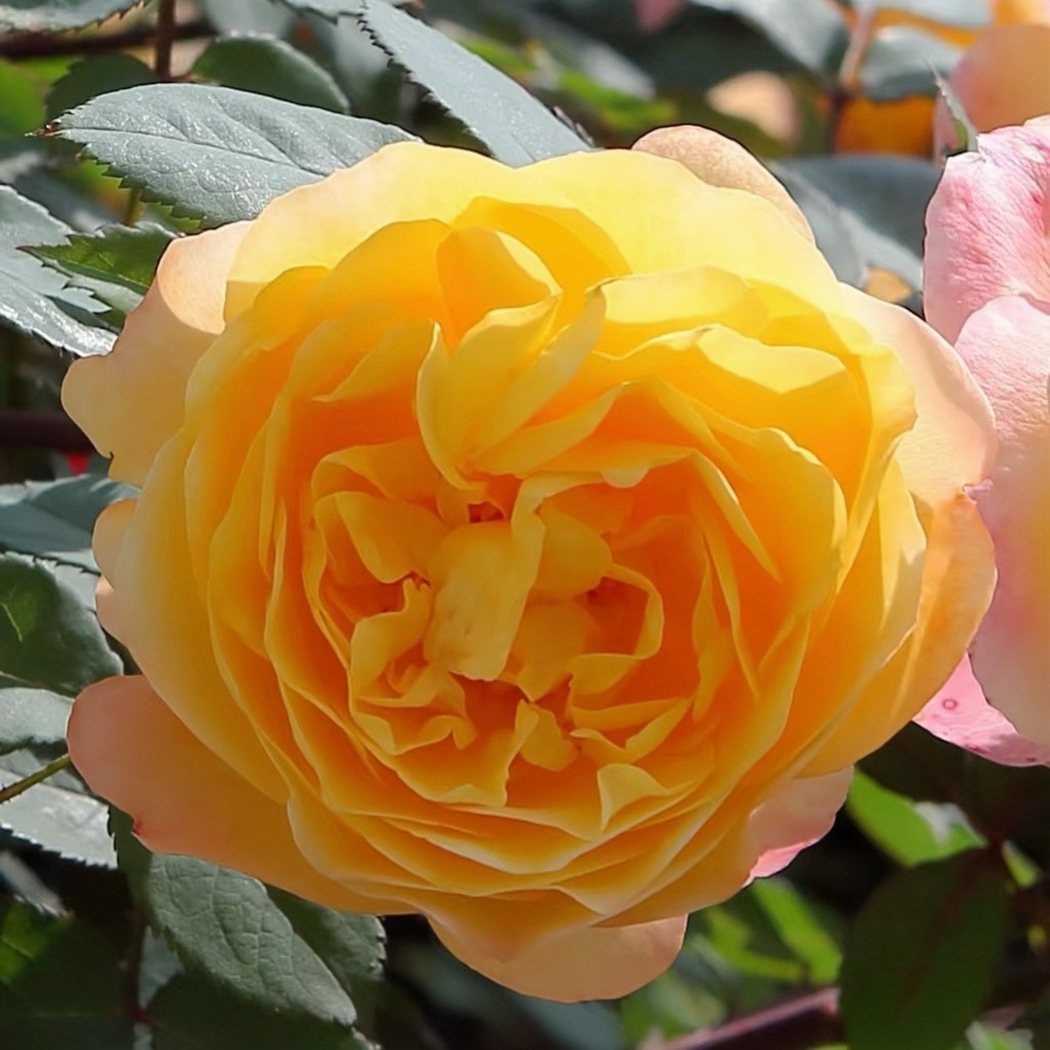 Rose "Huai xiang "comes from lady Emma Hamilton. 怀香