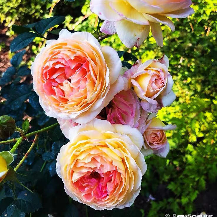 Rosomane janon Rose-罗曼尼詹森｜France Shrub Rose
