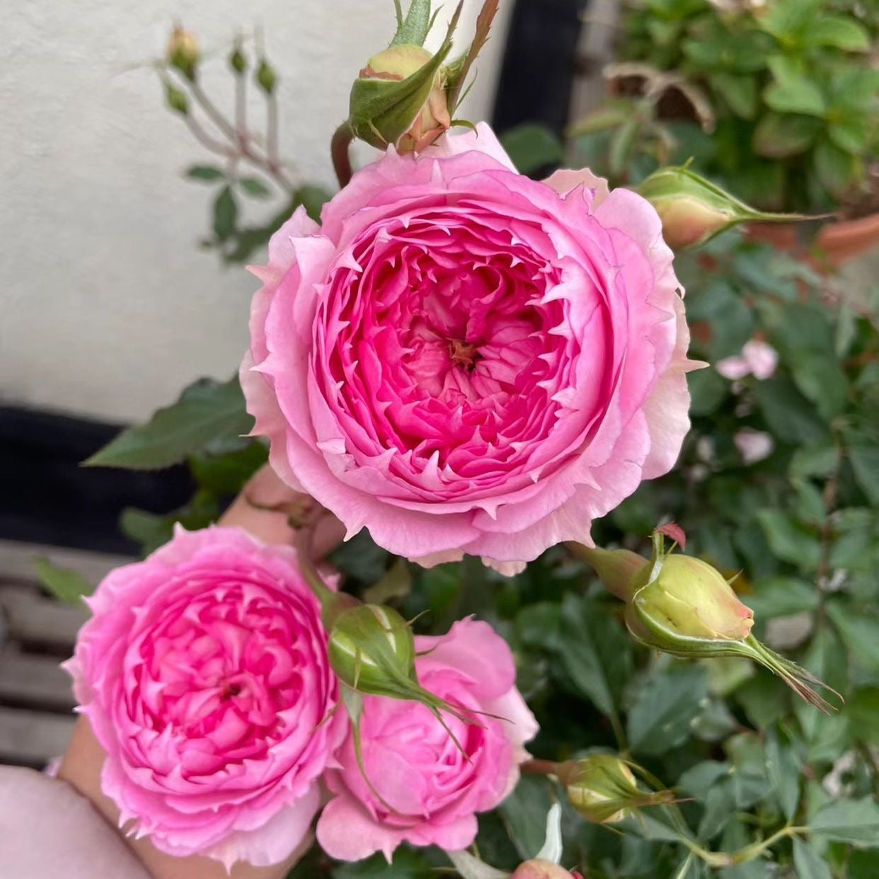 RongRongYue Rose-溶溶月｜Chinese shrub Rose