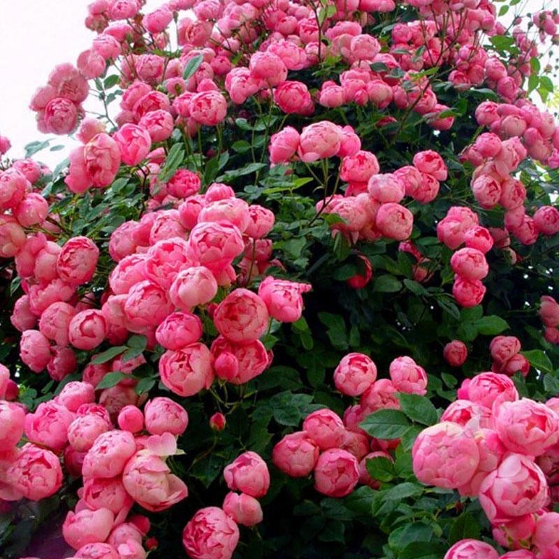 All Roses – Page 2 | Ergongzy Roses