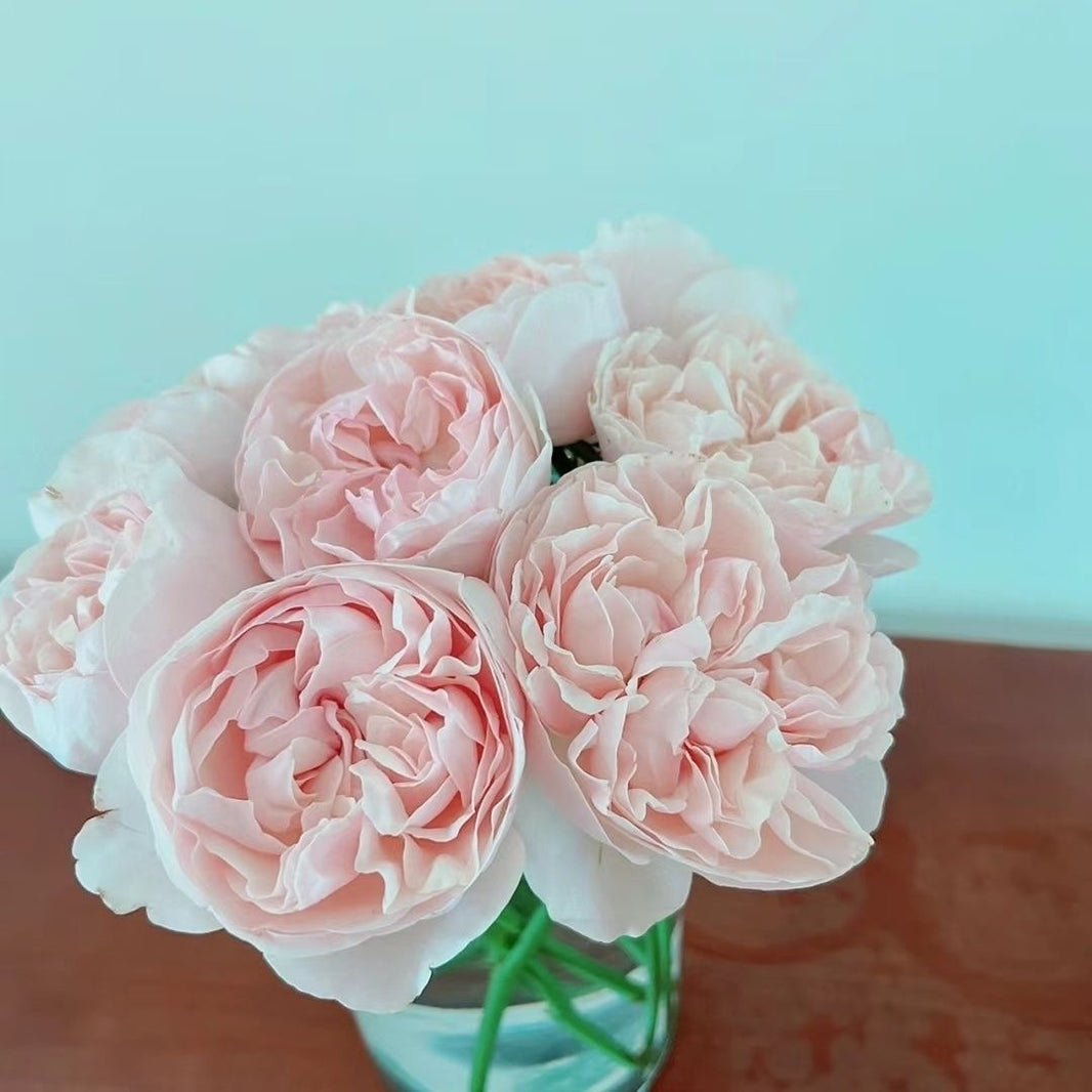 Cut Roses – Page 7 – Ergongzy Roses