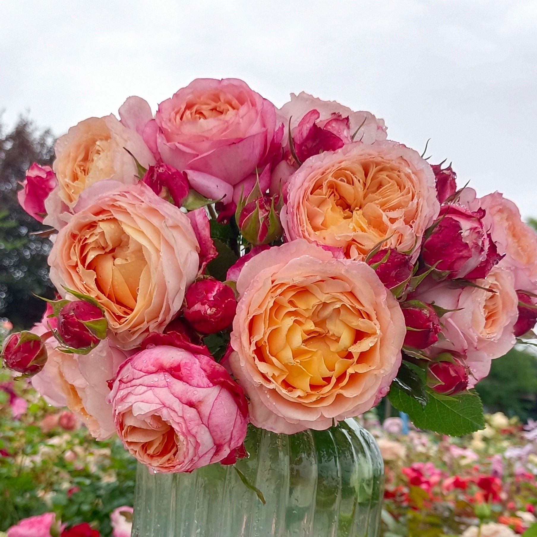 Fire X-pression Rose-大花美人｜Chinese shrub Rose