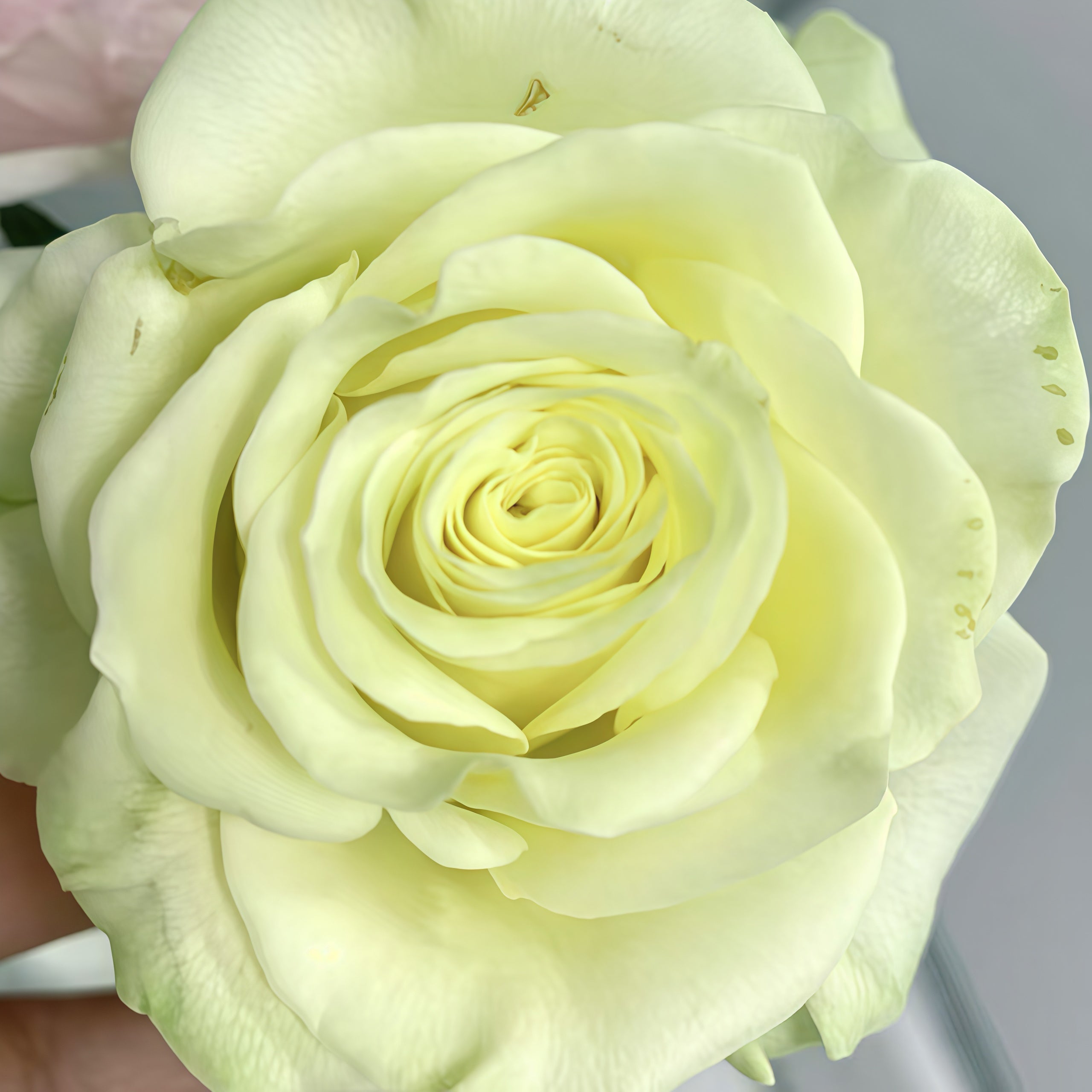 Pompeii Rose-庞贝｜Germany Cut Rose