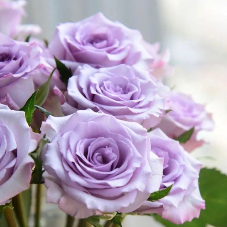 Ocean Mist Roses Ocean Song Rose-海洋之歌| Germany Cut Rose – Ergongzy Roses