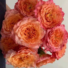 Free Spirit Rose-火灵鸟/自由精灵｜Germany Cut Rose