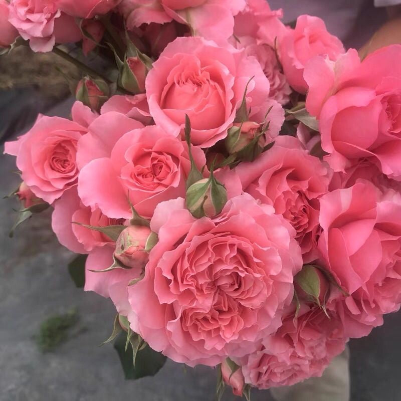 Corail gelee Rose-珊瑚果冻｜Japanese Shrub Rose