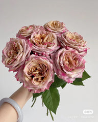 Pimms Rose-皮姆斯｜Dutch Cut  Rose