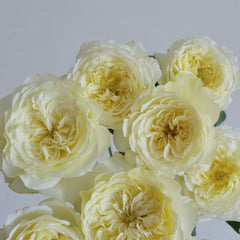 Amnesty International Rose-柠檬雪酪｜France Climbing Rose