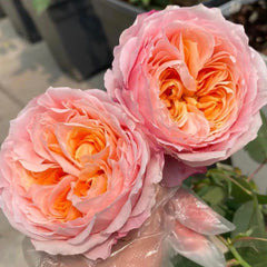 Princess Sakura Rose-樱花公主｜Japanese Shrub Rose