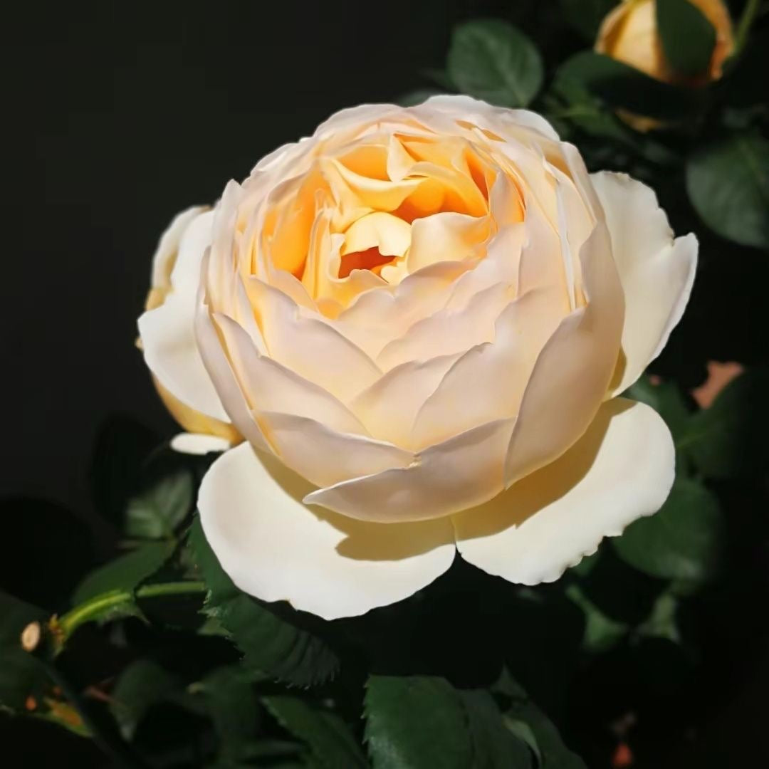 Rose Pure Blond  金发碧眼/金发美女