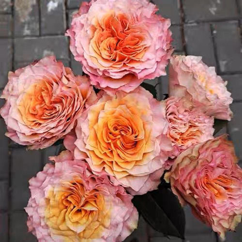 Free Spirit Rose-火灵鸟/自由精灵｜Germany Cut Rose