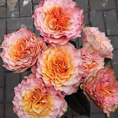 Free Spirit Rose-火灵鸟/自由精灵｜Germany Cut Rose