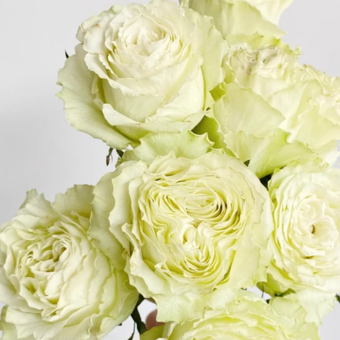 Moonstone Gem Rose-月光石｜Dutch Cut  Rose