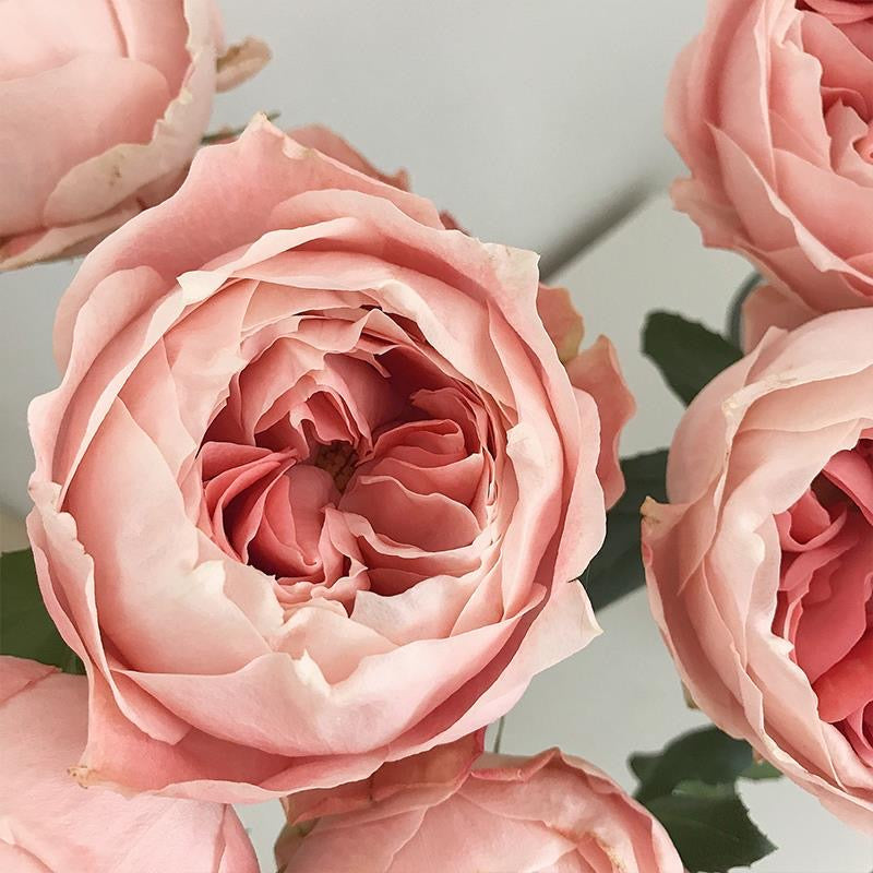 Princess Sakura Rose-樱花公主｜Japanese Shrub Rose