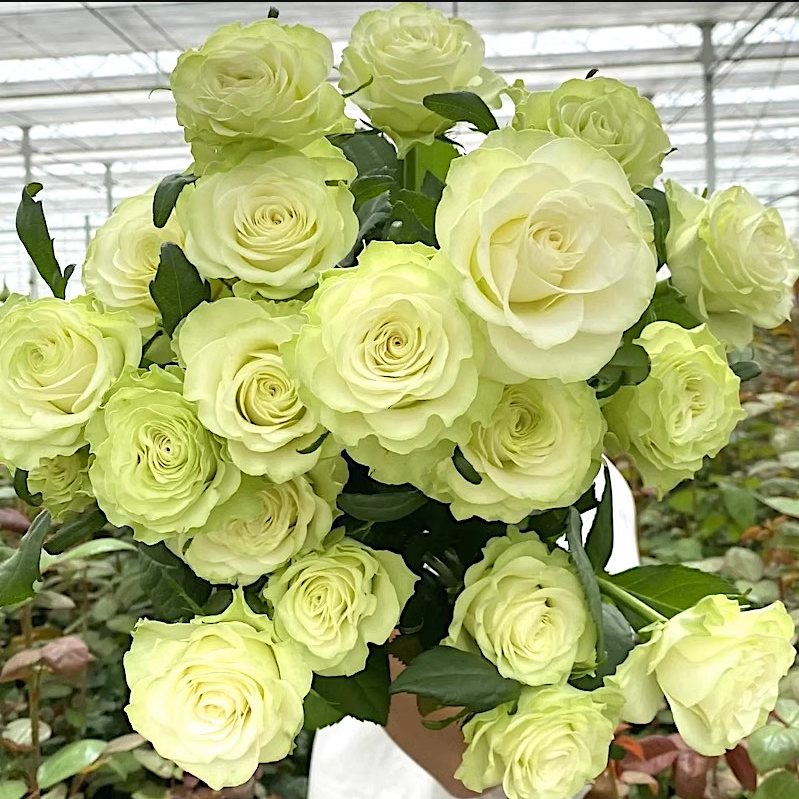 Schreurs Rose琉璃翠 – Ergongzy Roses