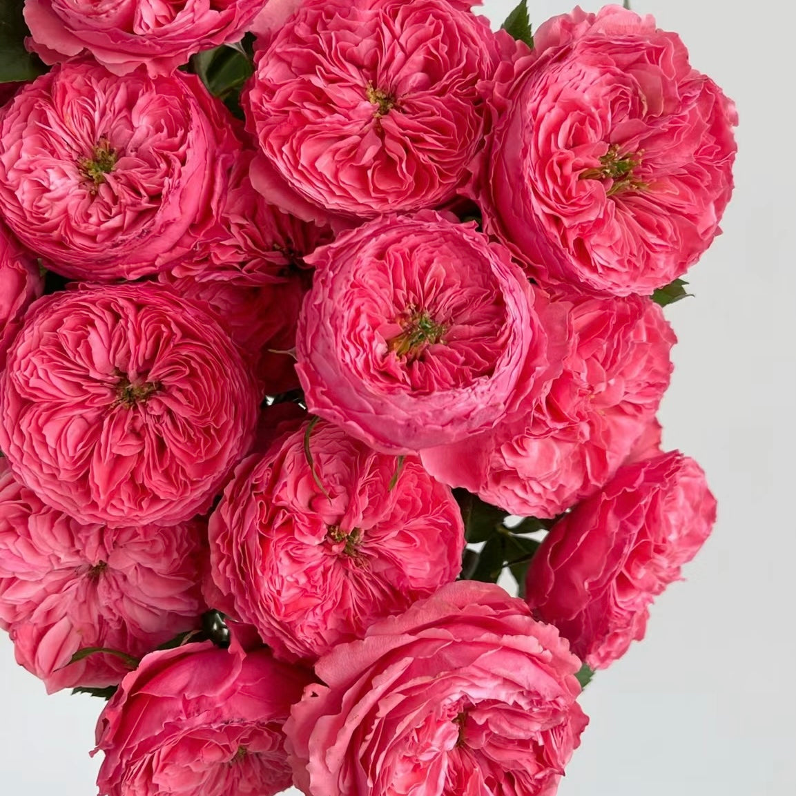 Flamingo Rose-火烈鸟｜France Shrub Rose