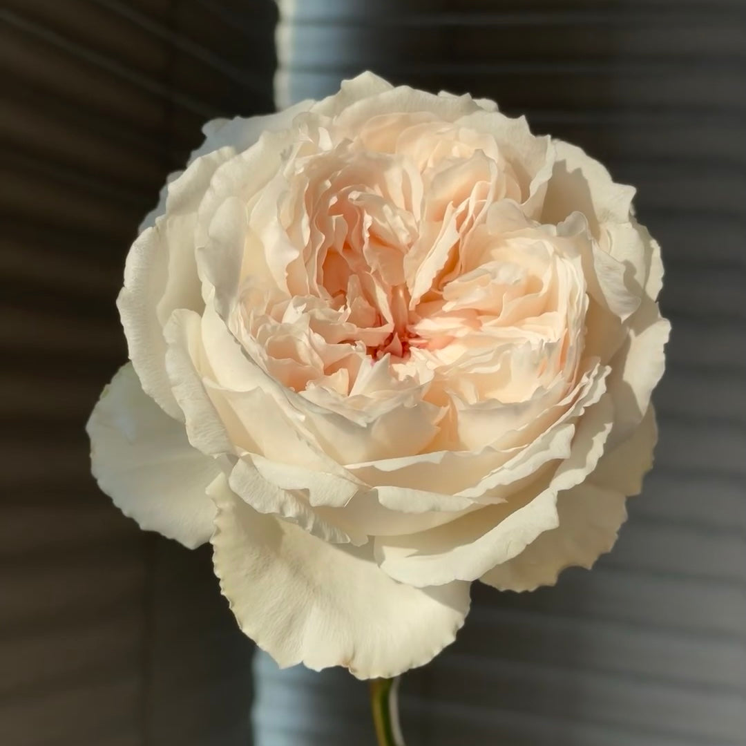Cocotte Rose-可爱瓷｜Japanese Cut Rose