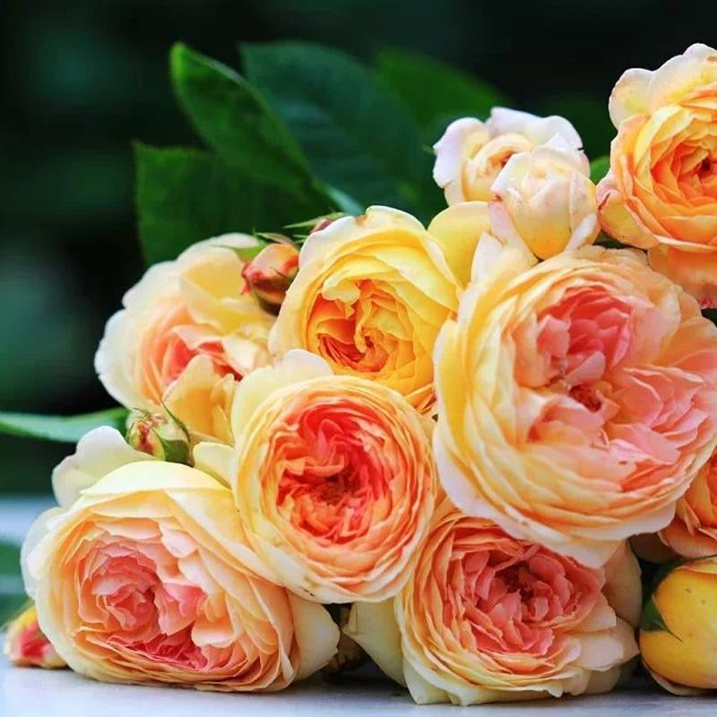Rosomane janon Rose-罗曼尼詹森｜France Shrub Rose