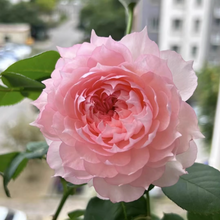 Rose 'Monique Dave '莫妮卡戴维