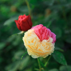 Fugetsu Rose-风月｜Japanese Cut Rose