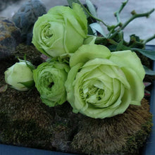 Rose lovely green. 可爱绿月季