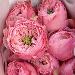 Nortanger Abbey Rose-诺桑觉寺｜Netherlands Cut Rose