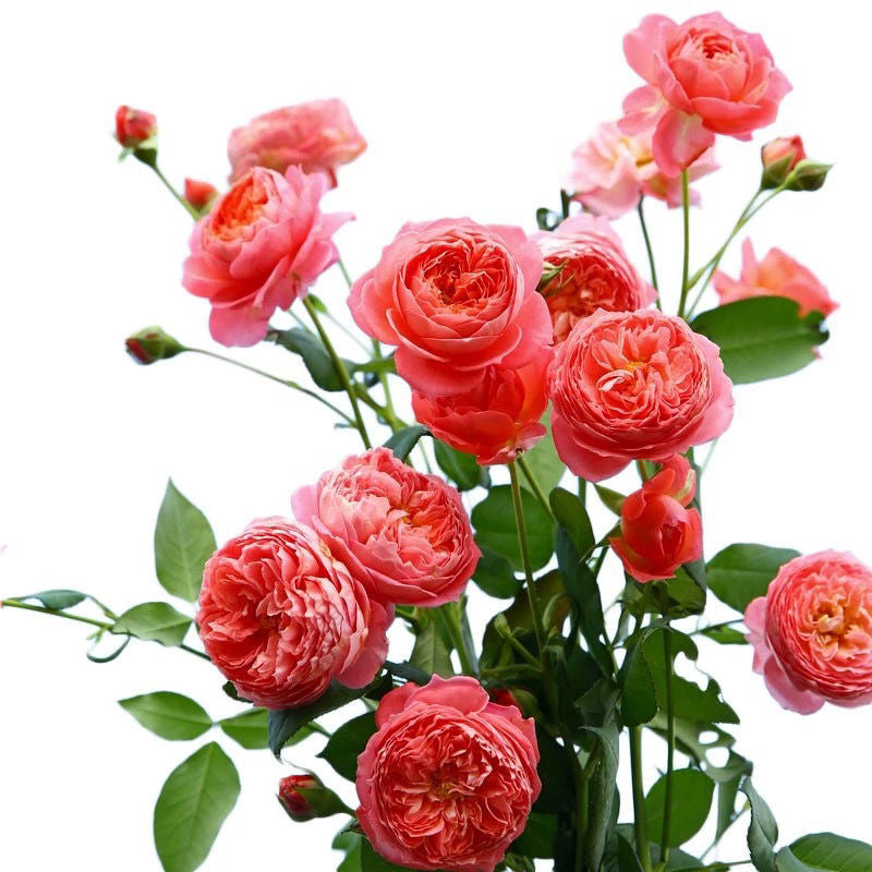 v1234.webp