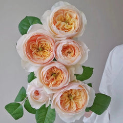Cut Rose 1m