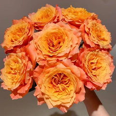 Free Spirit Rose-火灵鸟/自由精灵｜Germany Cut Rose