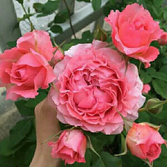 Corail gelee Rose-珊瑚果冻｜Japanese Shrub Rose