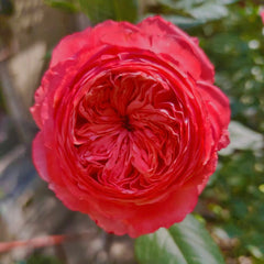 Flamingo Rose-火烈鸟｜France Shrub Rose
