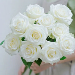 Proud Rose-骄傲｜France Cut Rose
