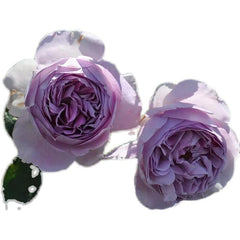 Antique Watch Rose-古董怀表｜Japanese Shrub Rose – Ergongzy