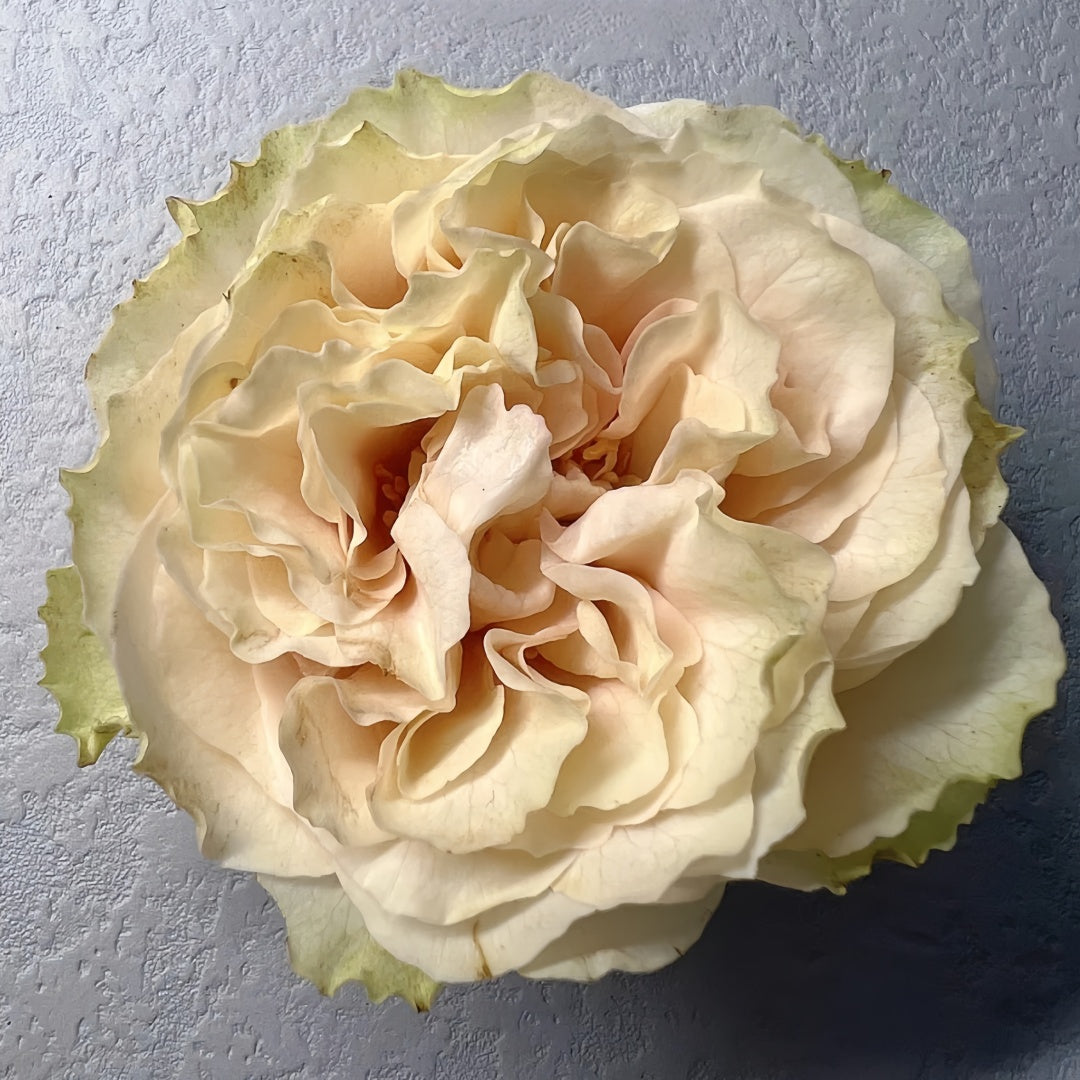 Mayra's Green Rose-绿色梅拉｜Spain Cut Rose