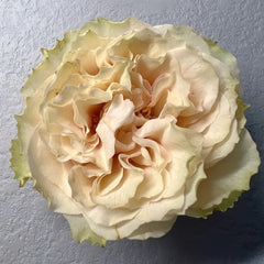 Mayra's Green Rose-绿色梅拉｜Spain Cut Rose