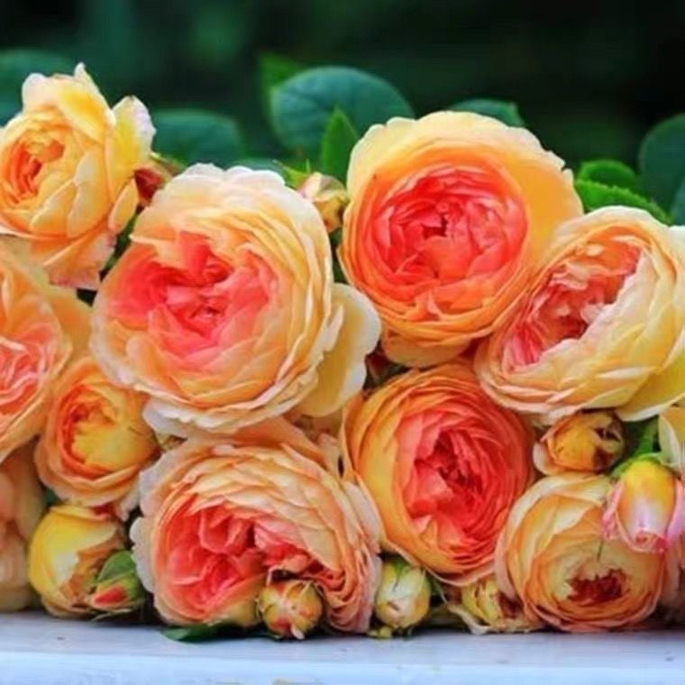 Rosomane janon Rose-罗曼尼詹森｜France Shrub Rose