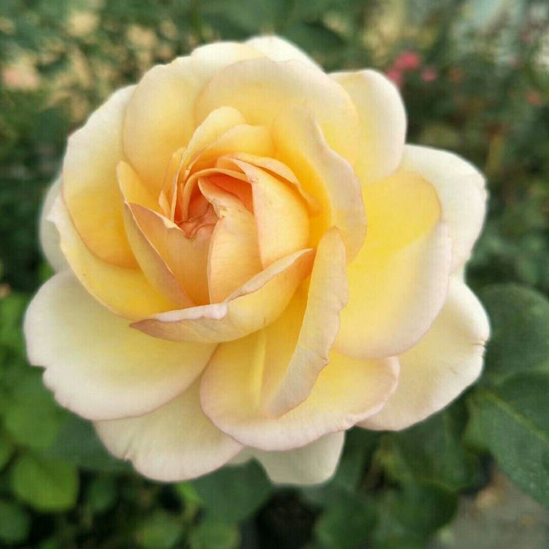 Yves golden piaget Rose-金伯爵｜France Cut Rose