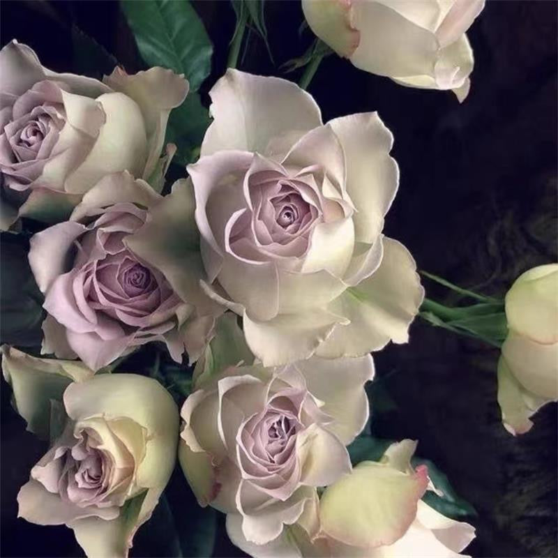 Lapis Veil Rose-青金石面纱｜Japanese Cut Rose