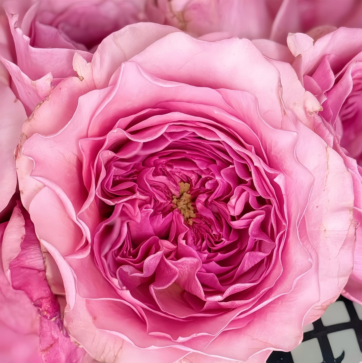 Indigo Rose-米粒｜Cut Rose