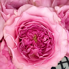 Indigo Rose-米粒｜Cut Rose